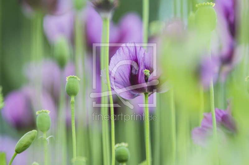 frei wählbarer Bildausschnitt für Ihr Bild auf Fensterfolie