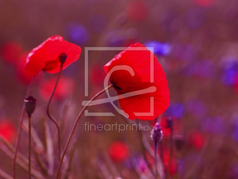 frei wählbarer Bildausschnitt für Ihr Bild auf Fensterfolie