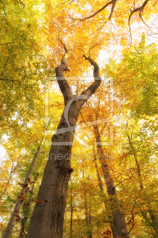 frei wählbarer Bildausschnitt für Ihr Bild auf Fensterfolie