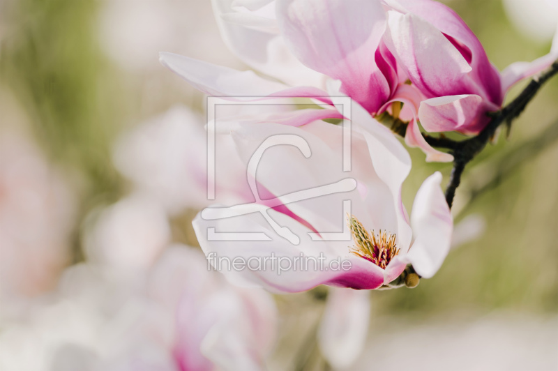 frei wählbarer Bildausschnitt für Ihr Bild auf Fensterfolie