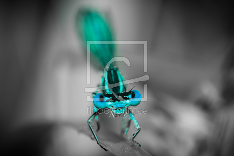 frei wählbarer Bildausschnitt für Ihr Bild auf Fensterfolie