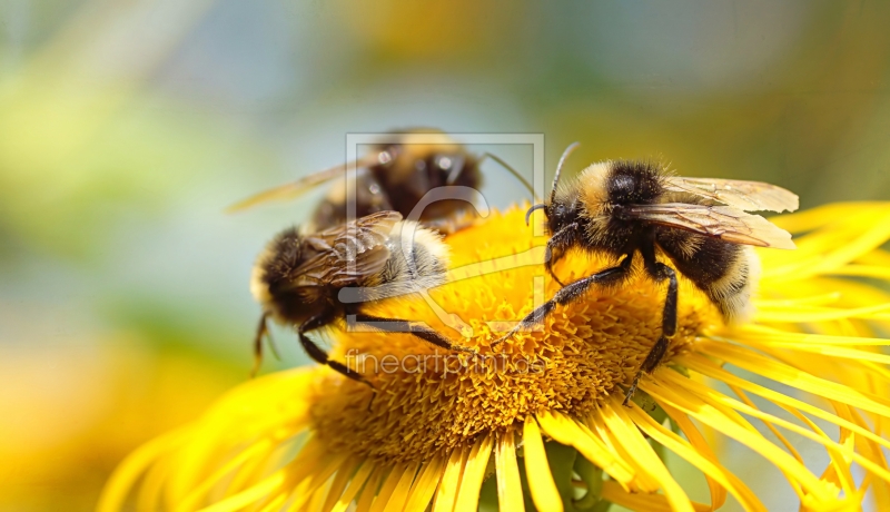 frei wählbarer Bildausschnitt für Ihr Bild auf Fensterfolie