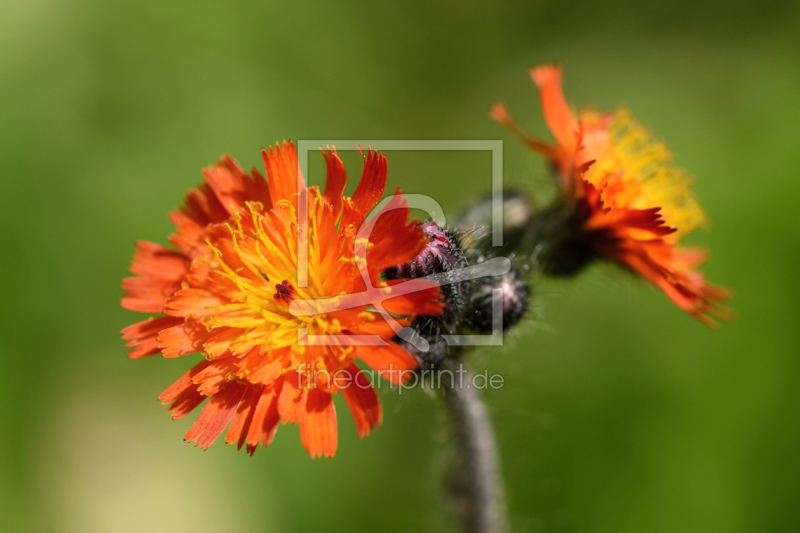 frei wählbarer Bildausschnitt für Ihr Bild auf Fensterfolie