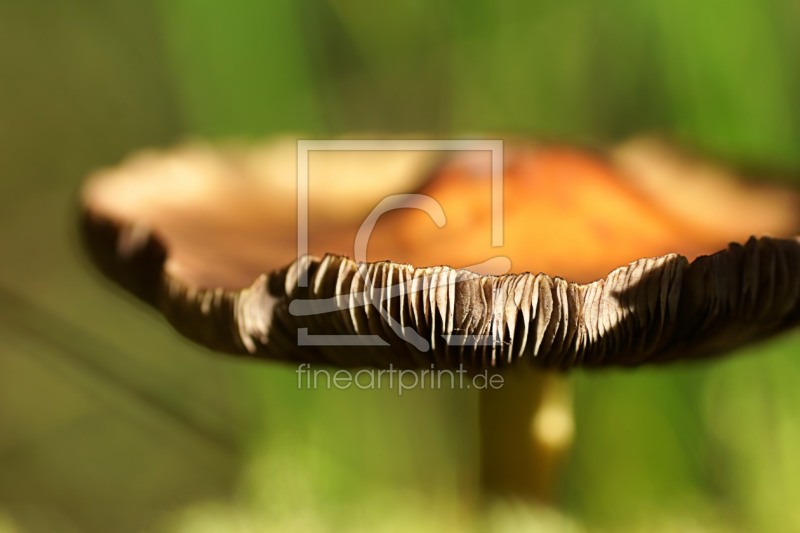 frei wählbarer Bildausschnitt für Ihr Bild auf Fensterfolie