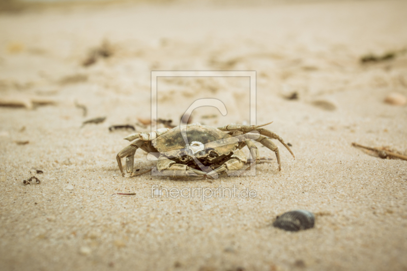 frei wählbarer Bildausschnitt für Ihr Bild auf Fensterfolie