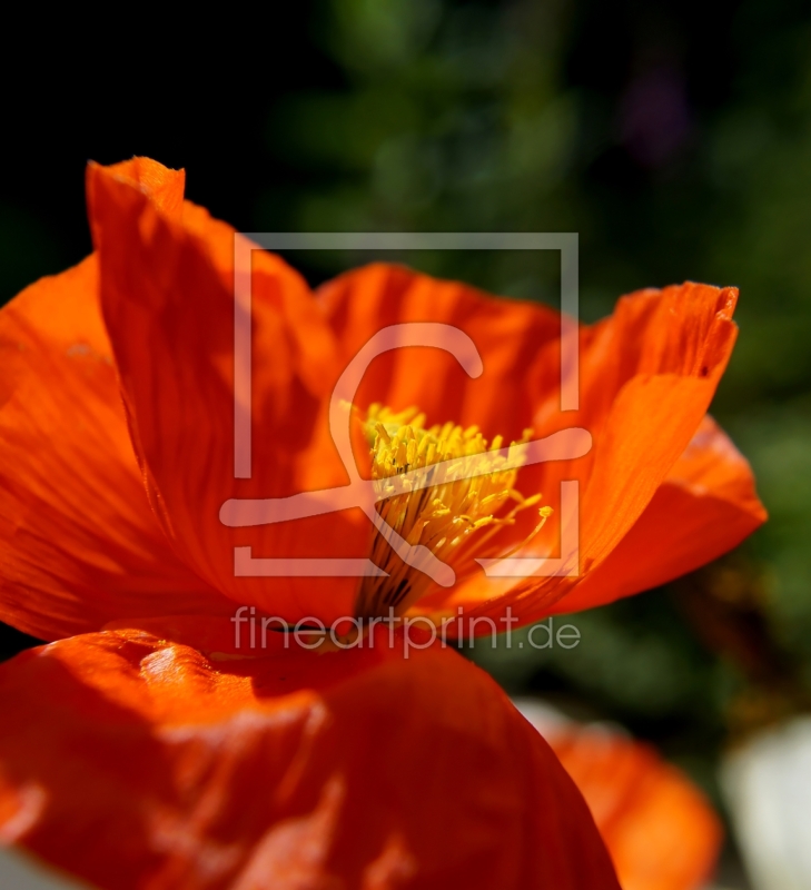 frei wählbarer Bildausschnitt für Ihr Bild auf Fensterfolie