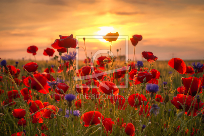 frei wählbarer Bildausschnitt für Ihr Bild auf Fensterfolie