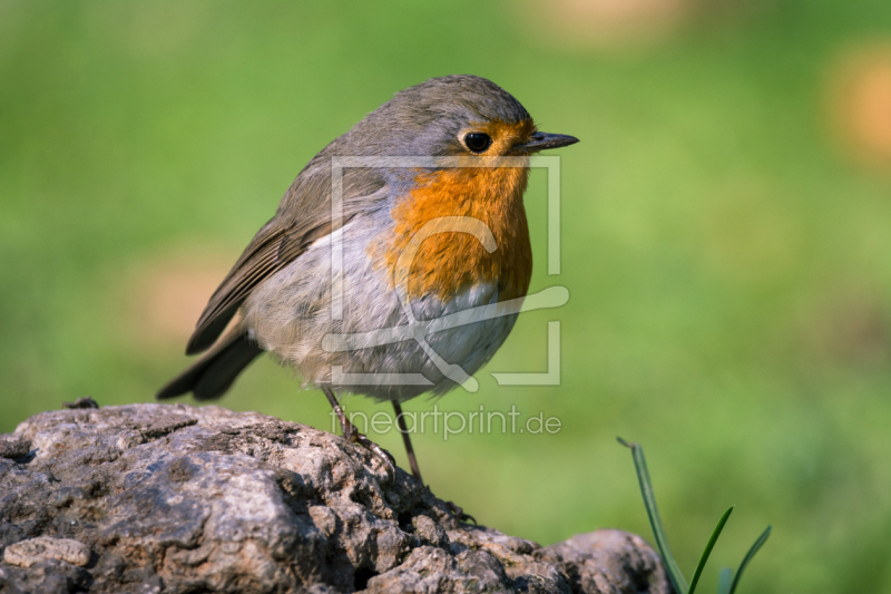 frei wählbarer Bildausschnitt für Ihr Bild auf Fensterfolie
