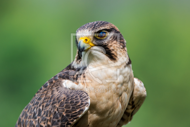 frei wählbarer Bildausschnitt für Ihr Bild auf Fensterfolie