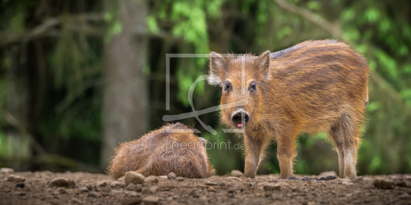 frei wählbarer Bildausschnitt für Ihr Bild auf Fensterfolie