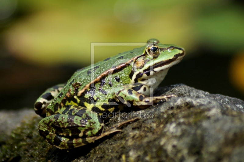 frei wählbarer Bildausschnitt für Ihr Bild auf Fensterfolie