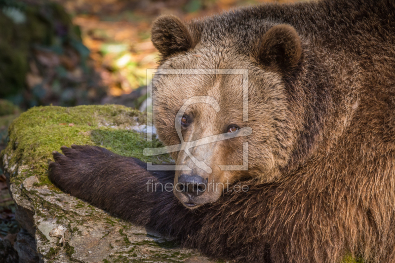 frei wählbarer Bildausschnitt für Ihr Bild auf Fensterfolie