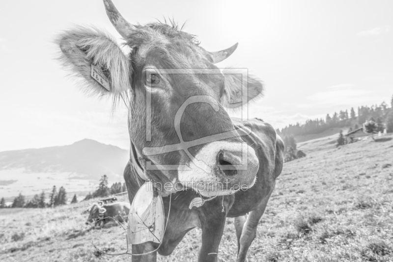 frei wählbarer Bildausschnitt für Ihr Bild auf Fensterfolie