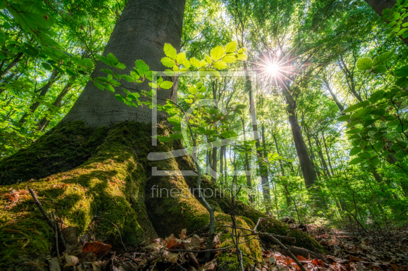 frei wählbarer Bildausschnitt für Ihr Bild auf Fensterfolie