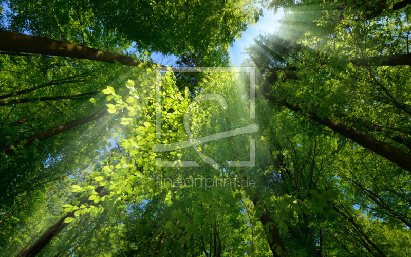 frei wählbarer Bildausschnitt für Ihr Bild auf Fensterfolie