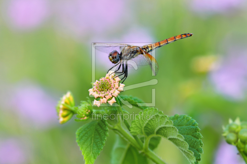 frei wählbarer Bildausschnitt für Ihr Bild auf Fensterfolie