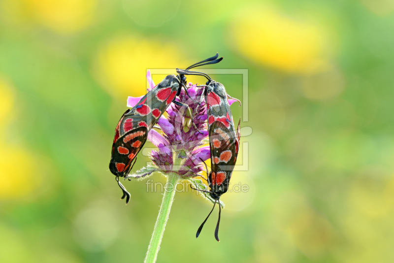 frei wählbarer Bildausschnitt für Ihr Bild auf Fensterfolie
