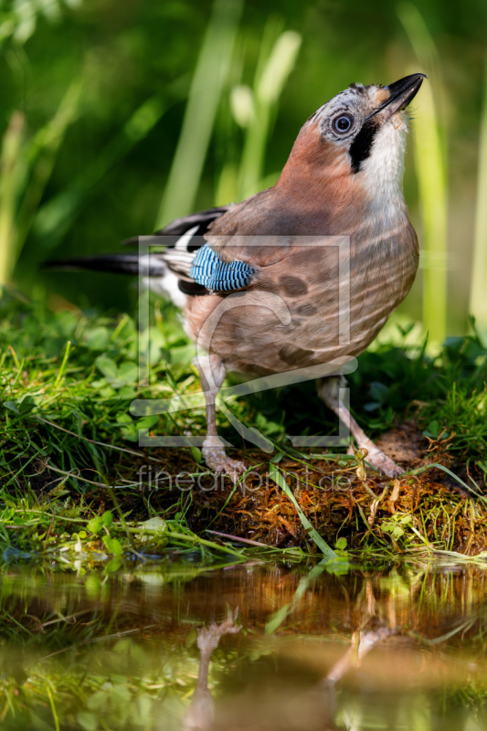 frei wählbarer Bildausschnitt für Ihr Bild auf Fensterfolie