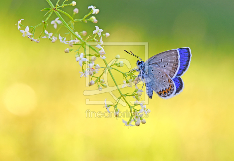 frei wählbarer Bildausschnitt für Ihr Bild auf Fensterfolie