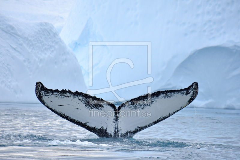 frei wählbarer Bildausschnitt für Ihr Bild auf Fensterfolie