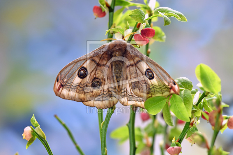 frei wählbarer Bildausschnitt für Ihr Bild auf Fensterfolie