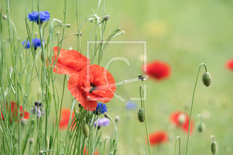 frei wählbarer Bildausschnitt für Ihr Bild auf Fensterfolie