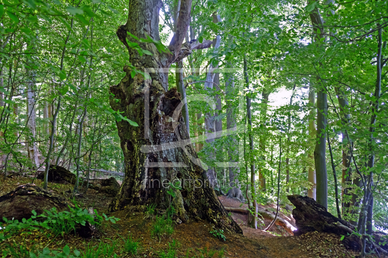 frei wählbarer Bildausschnitt für Ihr Bild auf Fensterfolie