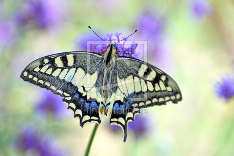 frei wählbarer Bildausschnitt für Ihr Bild auf Fensterfolie