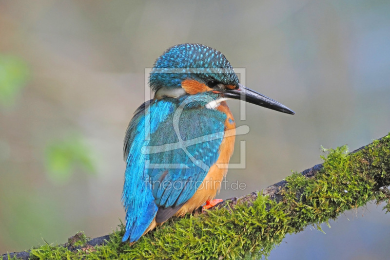 frei wählbarer Bildausschnitt für Ihr Bild auf Fensterfolie