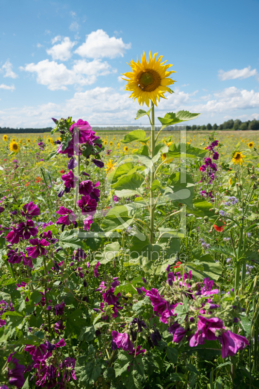frei wählbarer Bildausschnitt für Ihr Bild auf Fensterfolie