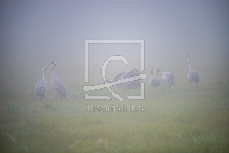 frei wählbarer Bildausschnitt für Ihr Bild auf Fensterfolie