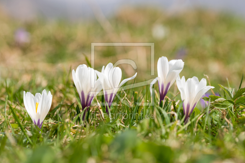 frei wählbarer Bildausschnitt für Ihr Bild auf Fensterfolie