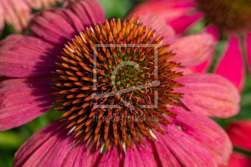 frei wählbarer Bildausschnitt für Ihr Bild auf Fensterfolie