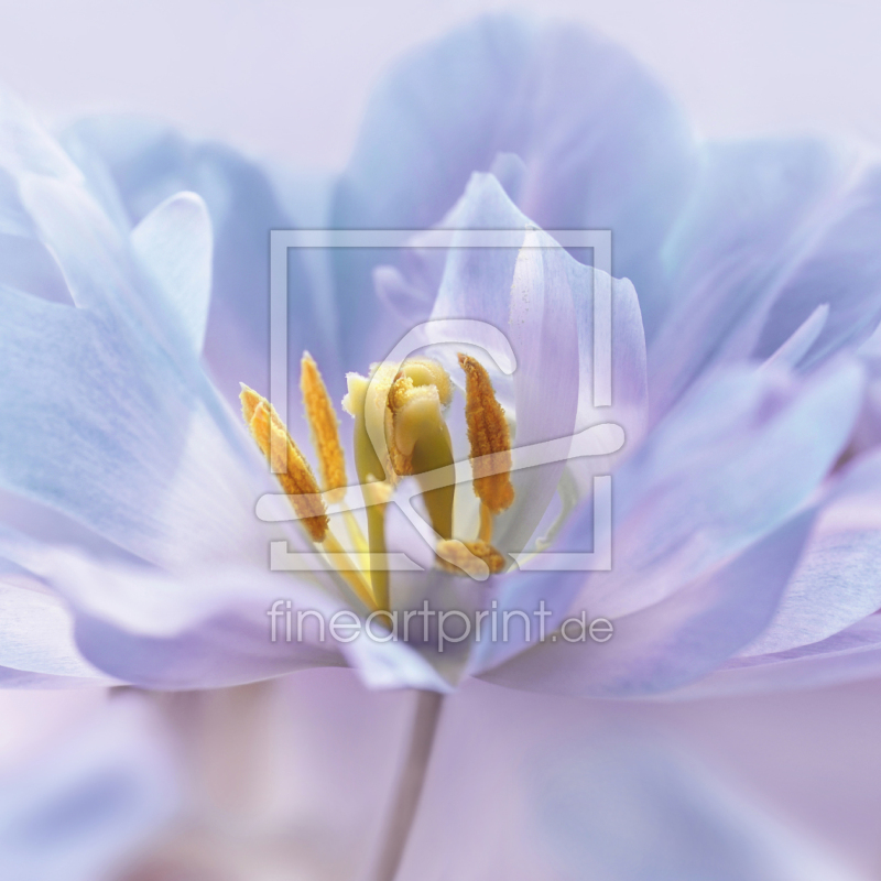 frei wählbarer Bildausschnitt für Ihr Bild auf Fensterfolie