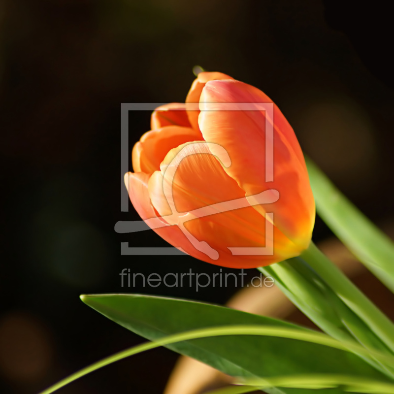 frei wählbarer Bildausschnitt für Ihr Bild auf Fensterfolie