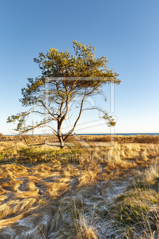 frei wählbarer Bildausschnitt für Ihr Bild auf Fensterfolie