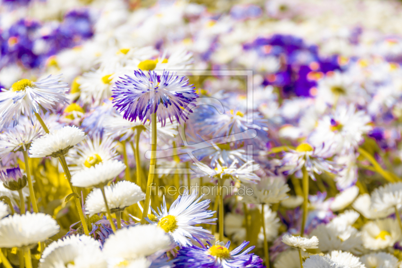 frei wählbarer Bildausschnitt für Ihr Bild auf Fensterfolie