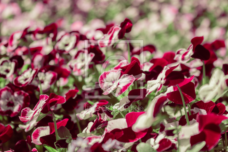 frei wählbarer Bildausschnitt für Ihr Bild auf Fensterfolie