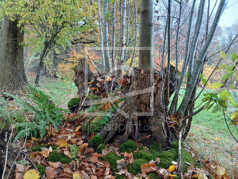 frei wählbarer Bildausschnitt für Ihr Bild auf Fensterfolie