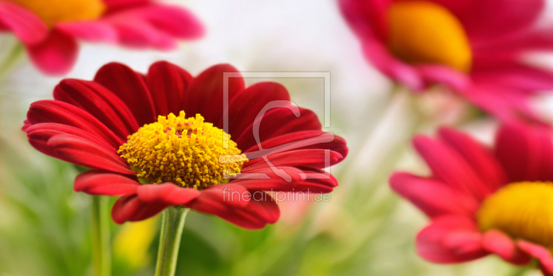 frei wählbarer Bildausschnitt für Ihr Bild auf Fensterfolie