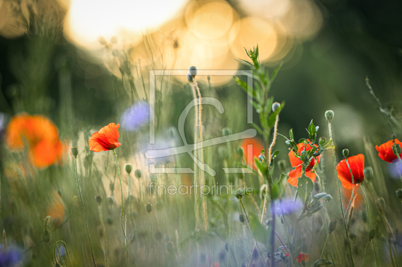 frei wählbarer Bildausschnitt für Ihr Bild auf Fensterfolie