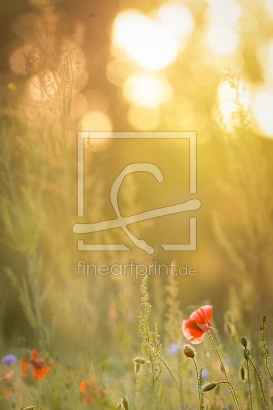 frei wählbarer Bildausschnitt für Ihr Bild auf Fensterfolie