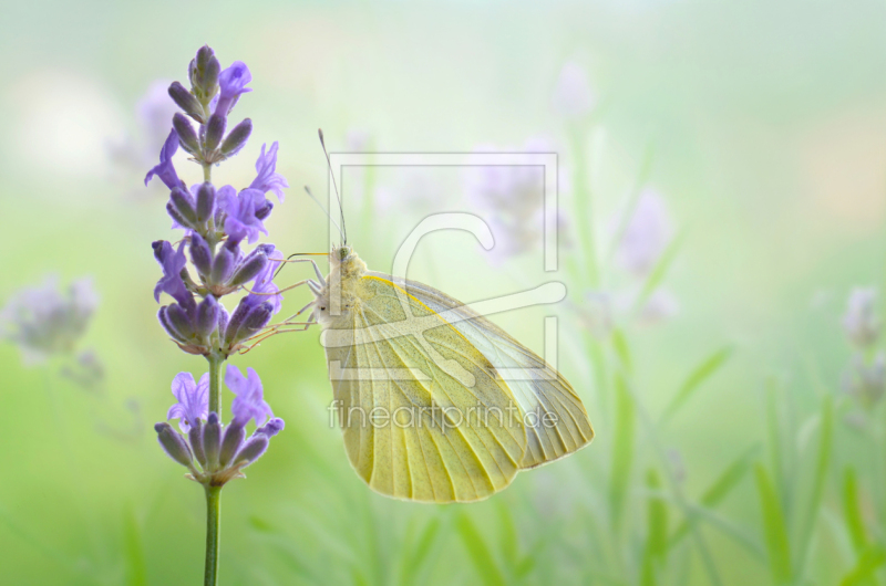 frei wählbarer Bildausschnitt für Ihr Bild auf Fensterfolie