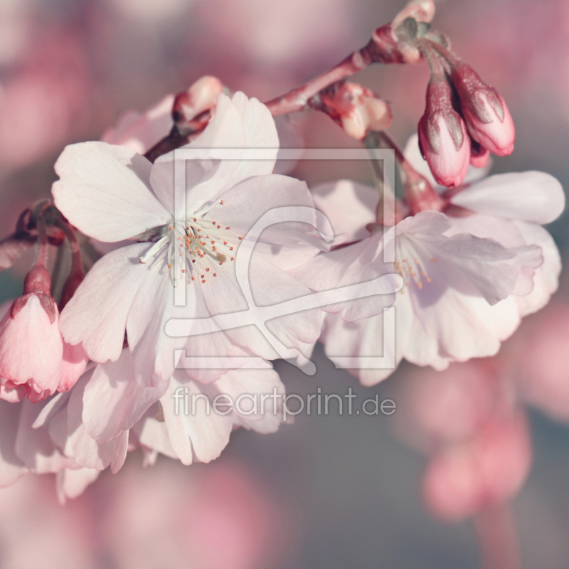 frei wählbarer Bildausschnitt für Ihr Bild auf Fensterfolie