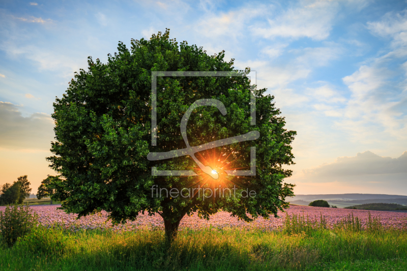 frei wählbarer Bildausschnitt für Ihr Bild auf Fensterfolie