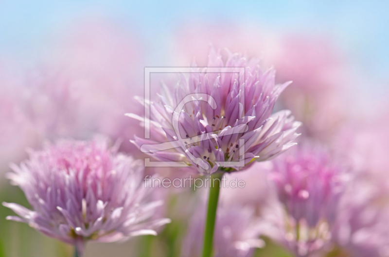 frei wählbarer Bildausschnitt für Ihr Bild auf Fensterfolie