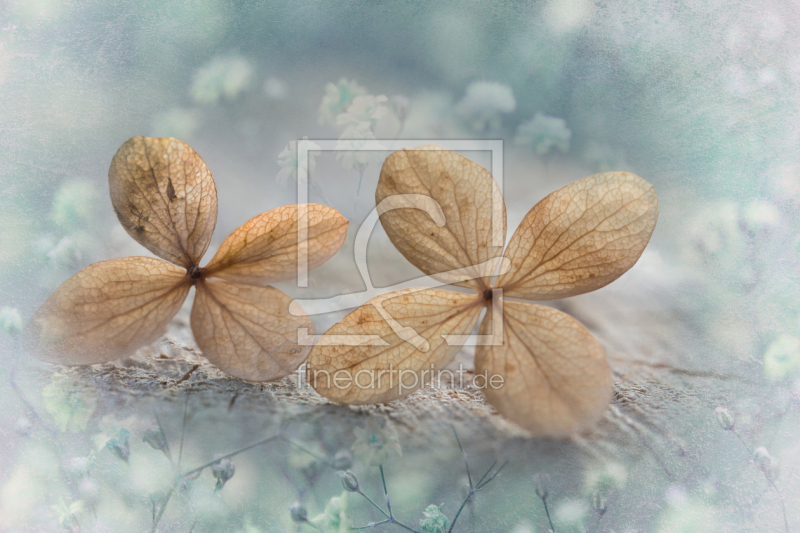 frei wählbarer Bildausschnitt für Ihr Bild auf Fensterfolie