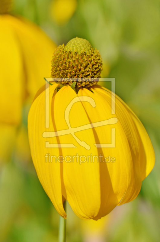 frei wählbarer Bildausschnitt für Ihr Bild auf Fensterfolie