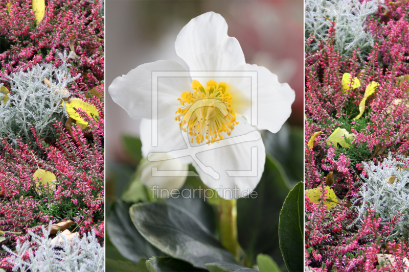 frei wählbarer Bildausschnitt für Ihr Bild auf Fensterfolie