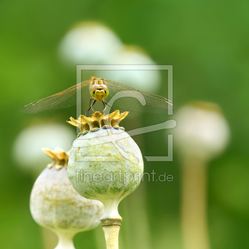 frei wählbarer Bildausschnitt für Ihr Bild auf Fensterfolie